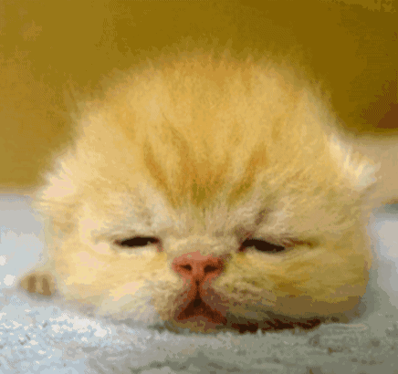 Cat Sleeping on Blanket