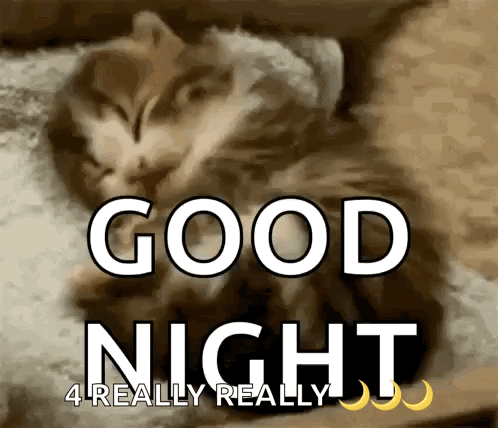 Cat Sleeping On Pillow Good Night 4 Really Really GIF