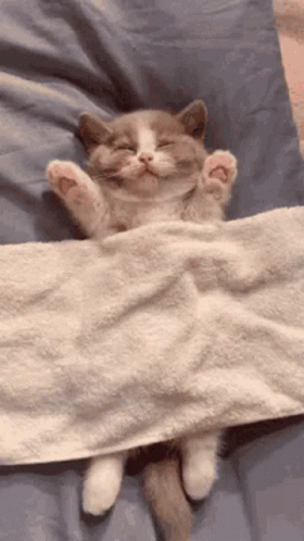 Cat Sleeping Under Blanket GIF