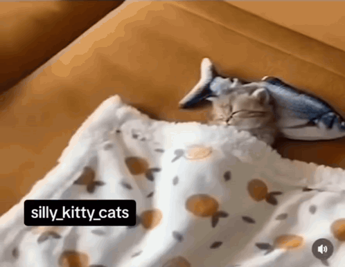 Cat Sleeping With Fish Toy on Head