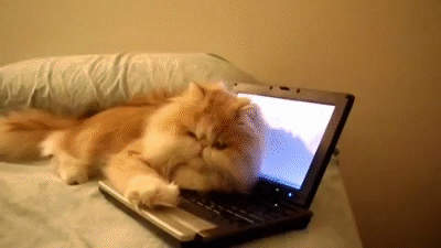 Cat Sleeps Snuggles On Computer GIF
