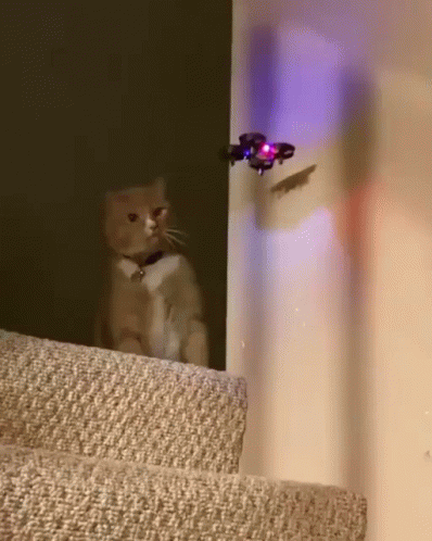 Cat Smashed The Drone GIF