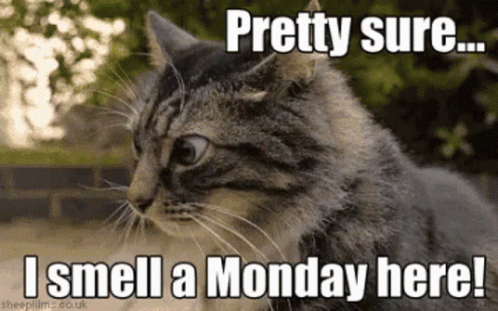 Cat Smells A Manic Monday GIF