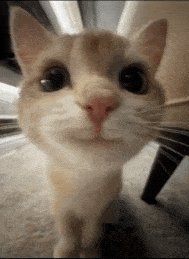 Cat Smile Gif GIF