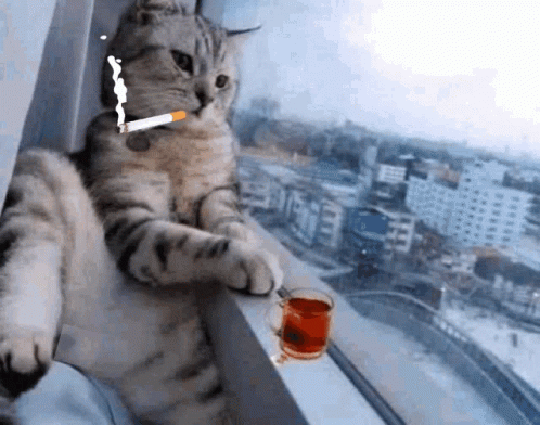 Cat Smokin And Drinking GIF