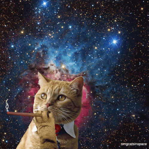 Cat Smoking Cigarette With Omgcatsinspace