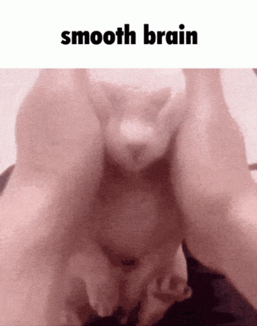 Cat Smooth Brain GIF