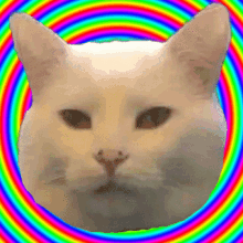 Cat Smudge Rainbow Spiral Hypnosis Poker Face GIF