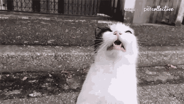 Cat Sneezing Sniffles GIF