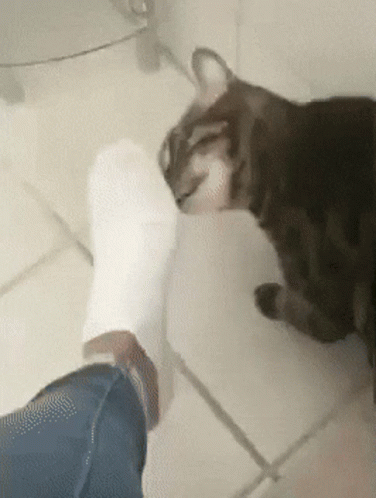 Cat Sniffing Foot with White Sock
