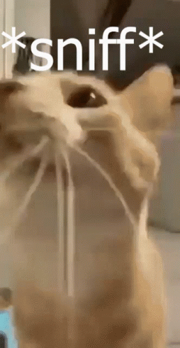Cat Sniffing With Sniff Text GIF