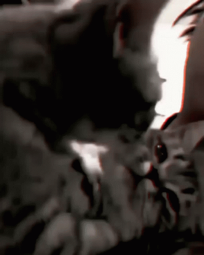 Cat Snuggles And Licking GIF