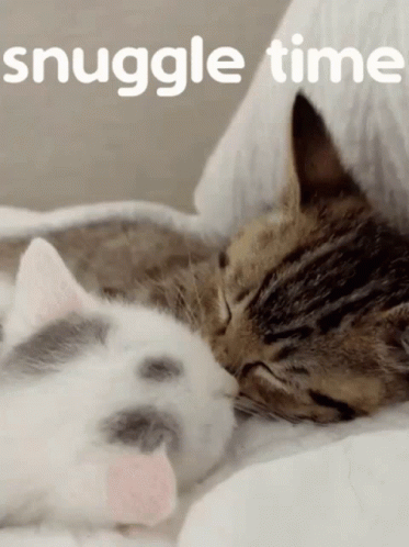 Cat Snuggles Time GIF