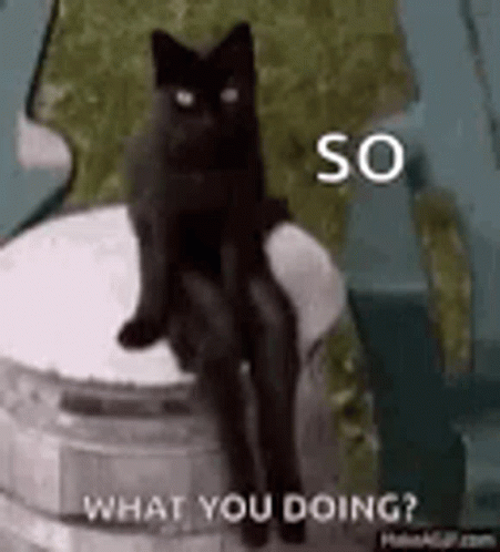 Cat So What You Doing Wyd GIF