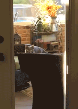 Cat Spinning Chair Food GIF