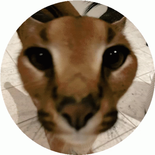 Cat Spinning Face On A Circle GIF