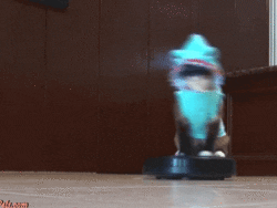 Cat Spinning In A Dolphin Costume GIF