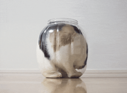 Cat Spinning In A Glass GIF