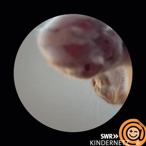 Cat Spinning Knocking Trend GIF