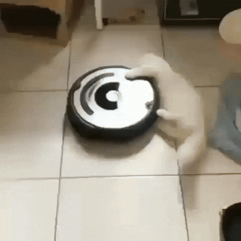 Cat Spinning On The Sides Of Vacuum GIF