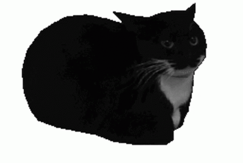 Cat Spinning With A Blank Face GIF