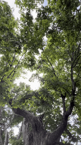 Cat Spinning With Forests In The Background GIF