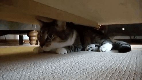 Cat Spy Under The Bed GIF