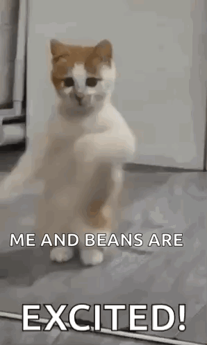 Cat Standing And Dancing