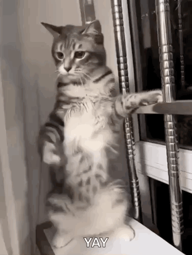 Cat Standing and Saying Yay