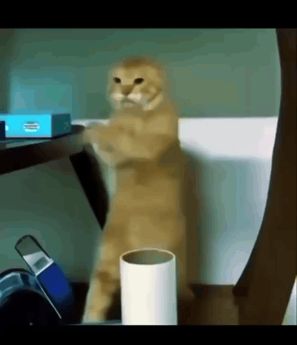 Cat Standing Before HP Box