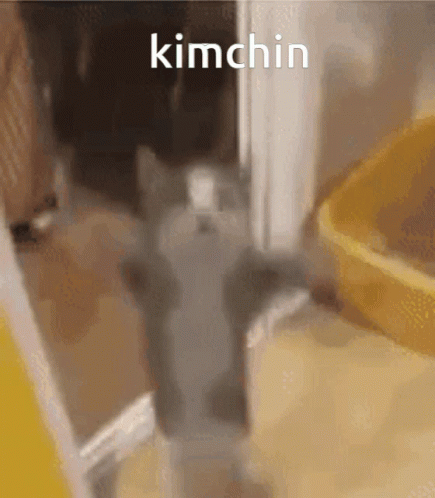Cat Standing Before Kimchin Door GIF