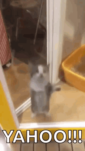 Cat Standing Before Yahoo Door GIF