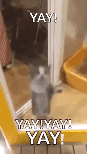 Cat Standing Before Yay Door