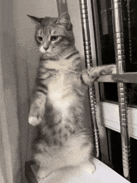 Cat Standing by Window