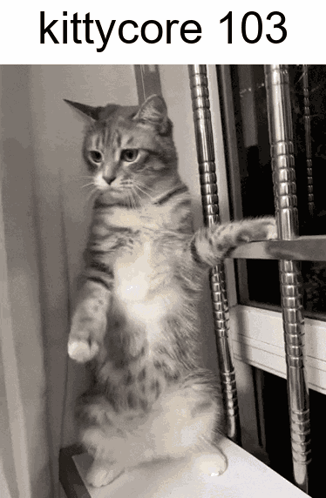 Cat Standing by Window with 103