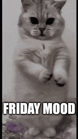 Cat Standing Friday Mood GIF