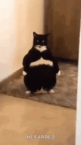 Cat Standing Gif GIF
