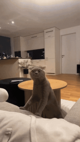 Cat Standing Hind Legs on Table in Living Room