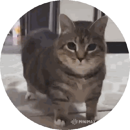 Cat Standing in Circle with Minimax