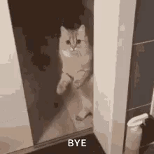 Cat Standing In Doorway Looking At Camera GIF