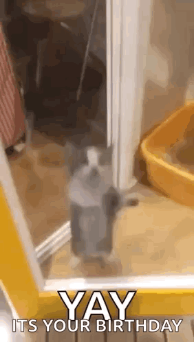 Cat Standing in Doorway Saying Yay Its Your Birthday
