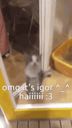 Cat Standing in Doorway with Litter Box and Yellow Wall