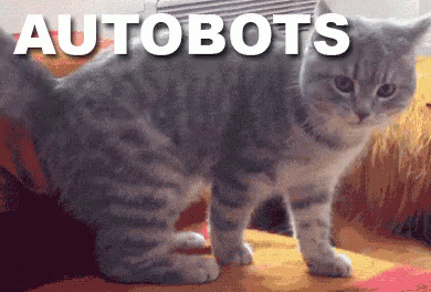 Cat Standing in Front of Autobots Sign