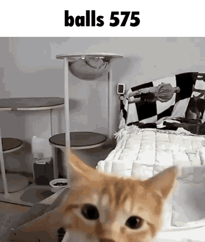 Cat Standing in Front of Cat Tree Saying Balls 575