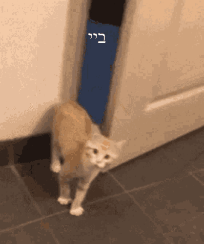 Cat Standing In Front Of Door GIF