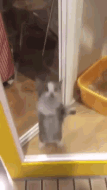 Cat Standing In Front Of Mirror GIF