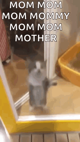Cat Standing In Front Of Mirror GIF