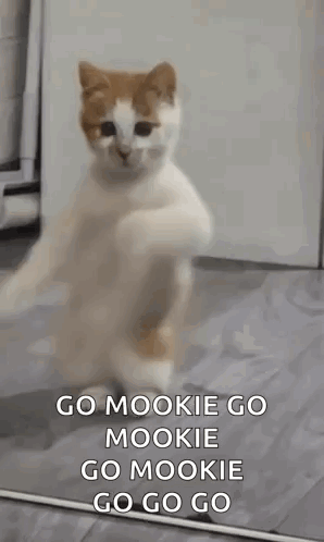 Cat Standing in Front of Mirror Saying Go Mookie