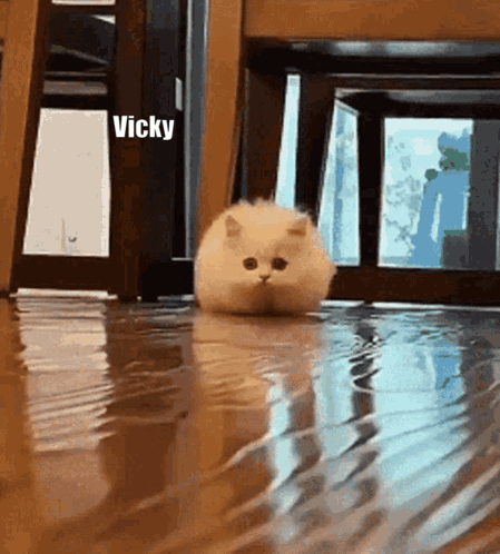 Cat Standing in Puddle With Name Vicky