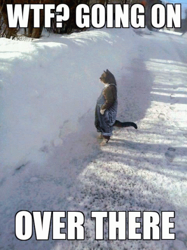 Cat Standing In Snow Whats Going On GIF